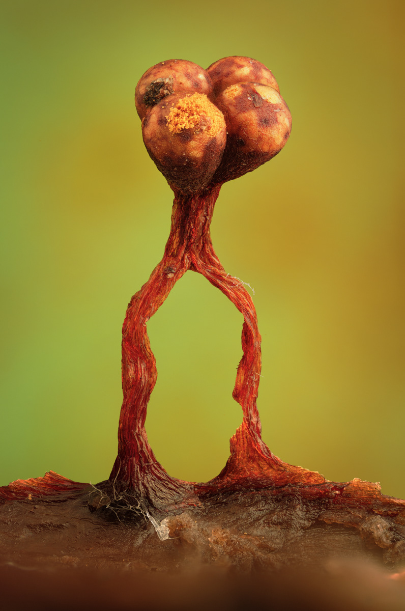 Metatrichia floriformis