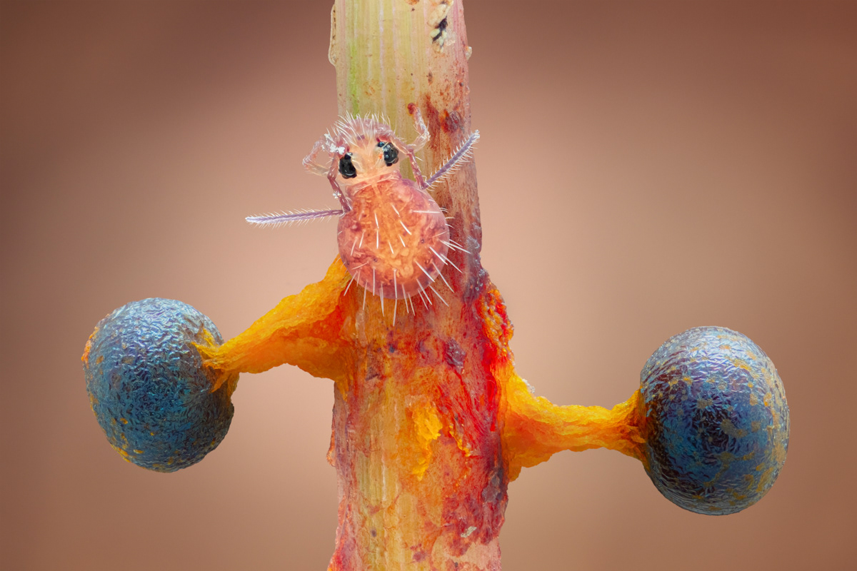Physarum psittacinum/Collembola