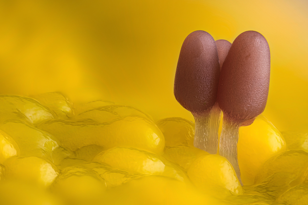 Ceratiomyxa fruticulosa / Arcyria sp.