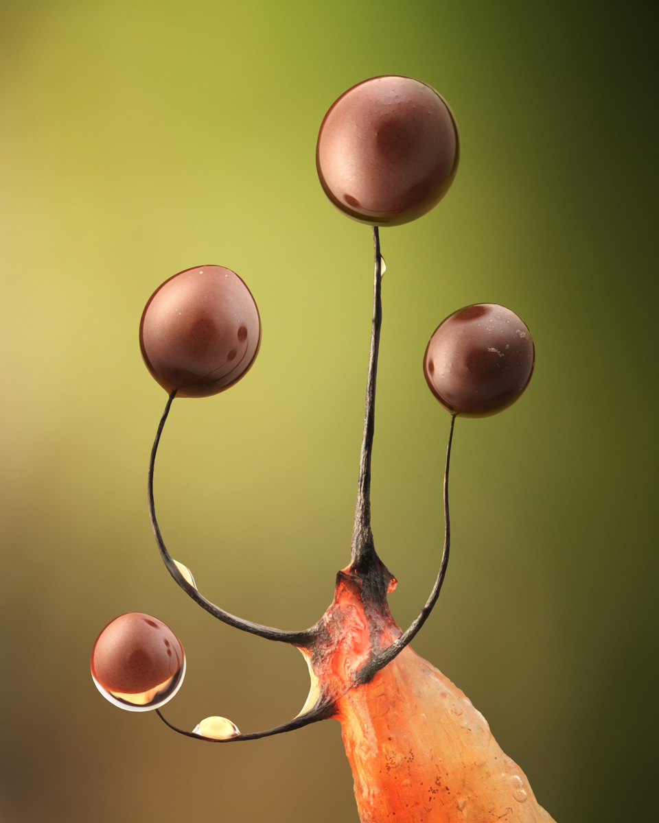 Comatricha nigra