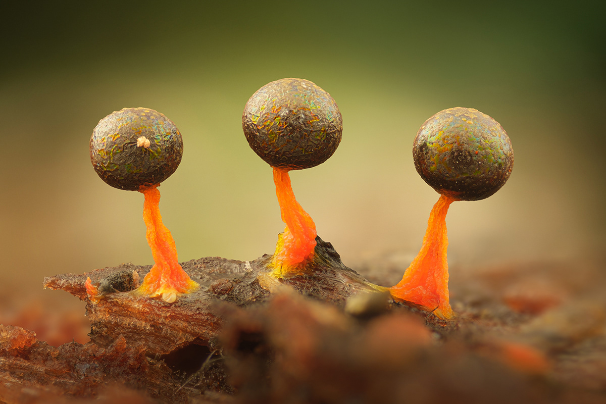 Physarum psittacinum