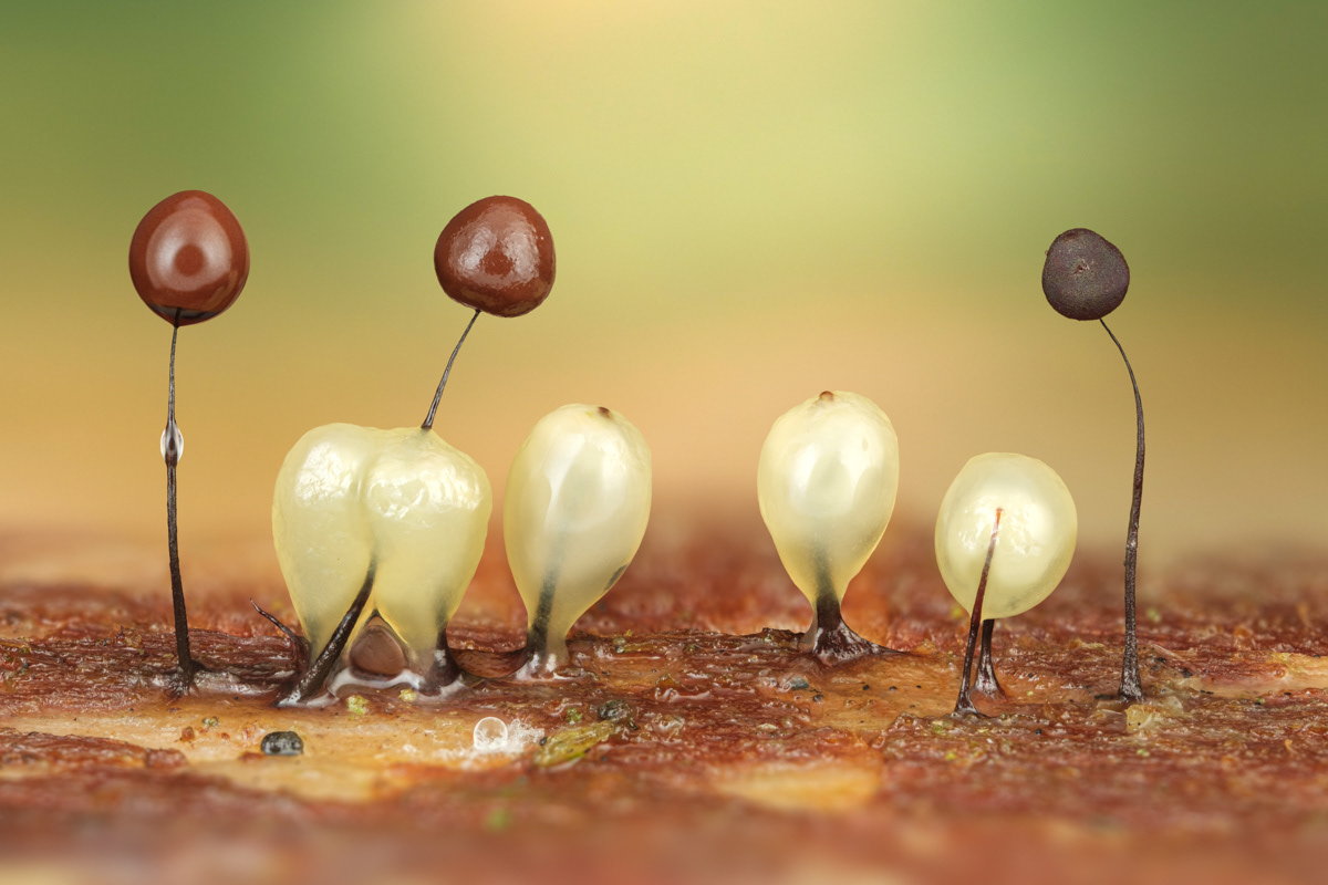 Comatricha nigra