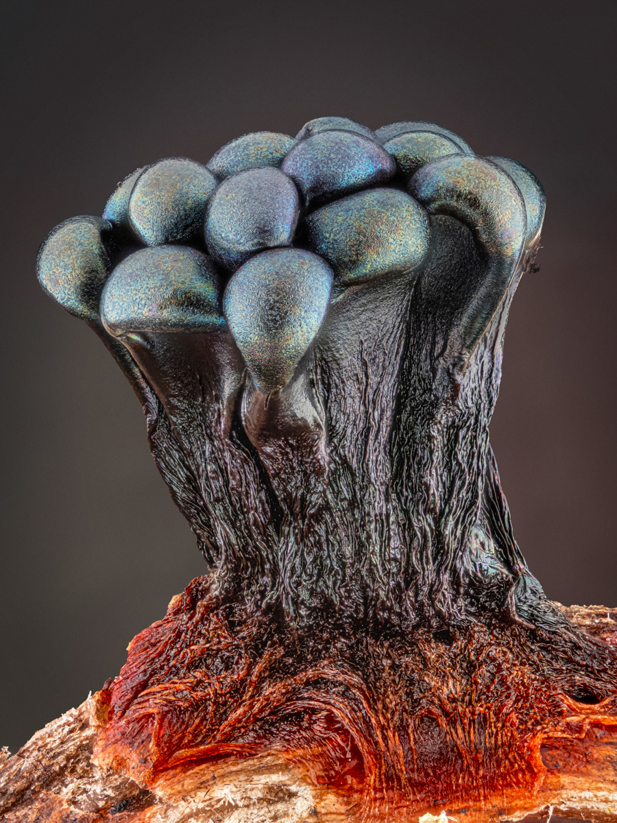 Metatrichia vesparium