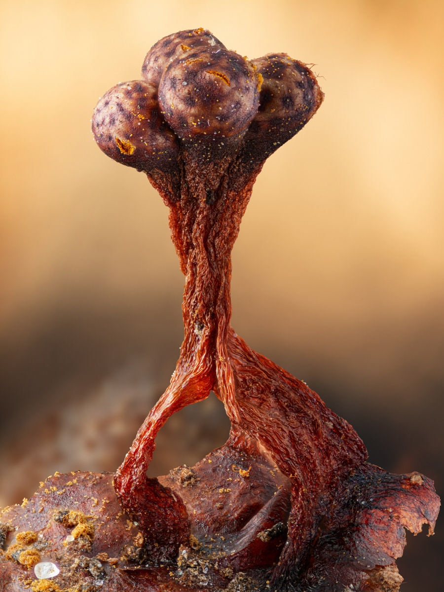 Trichia sp,