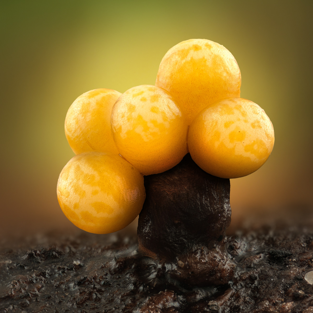 Trichia sp.