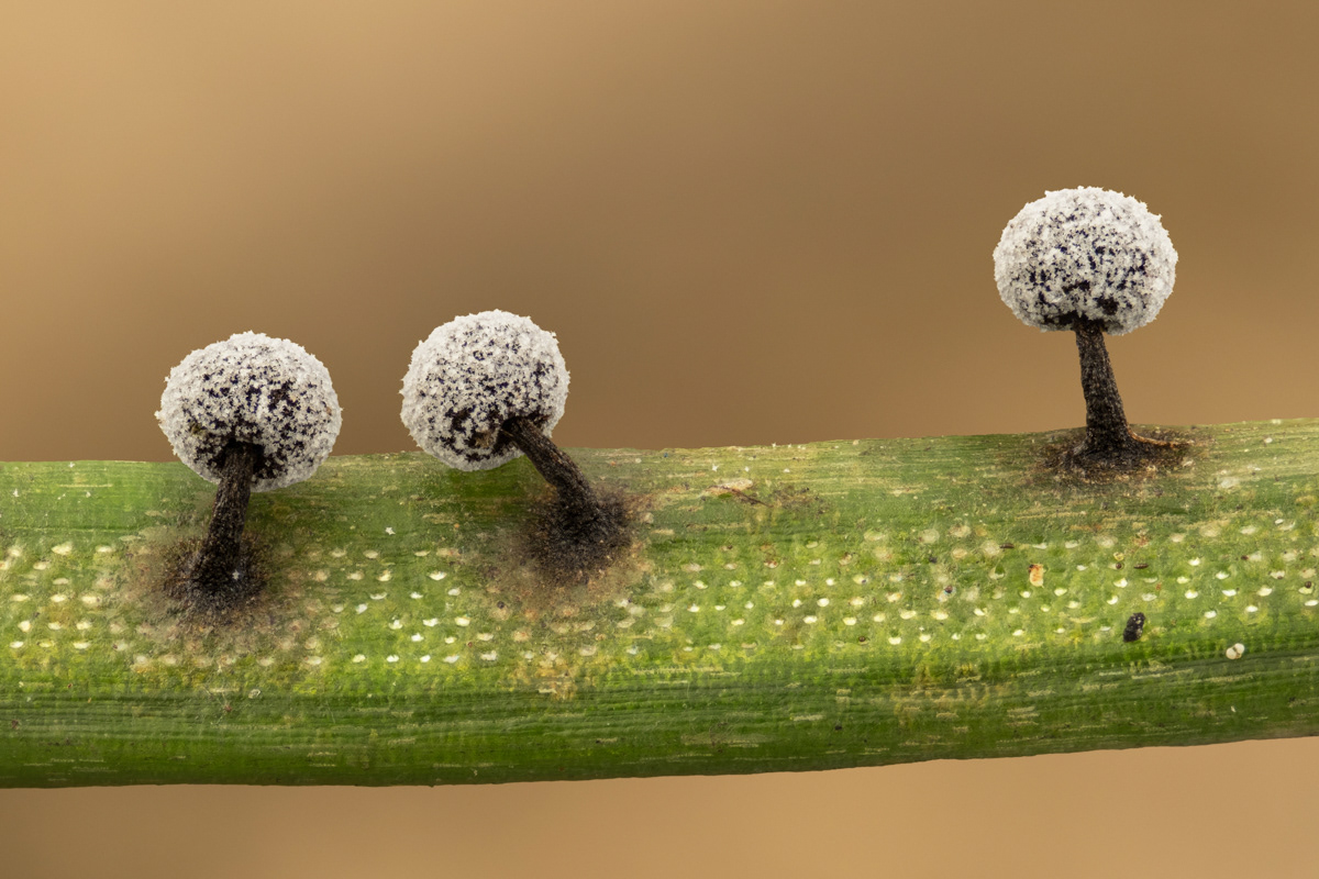 Didymium nigripes