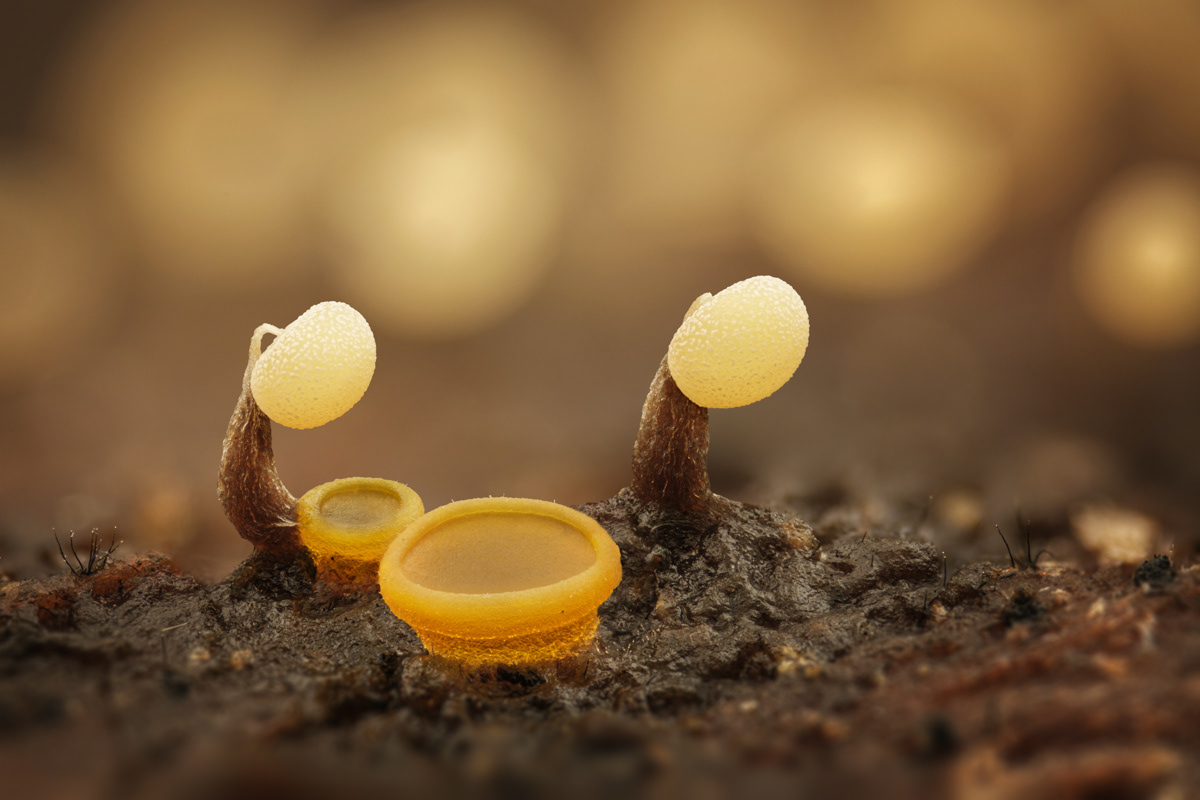 Physarum sp.