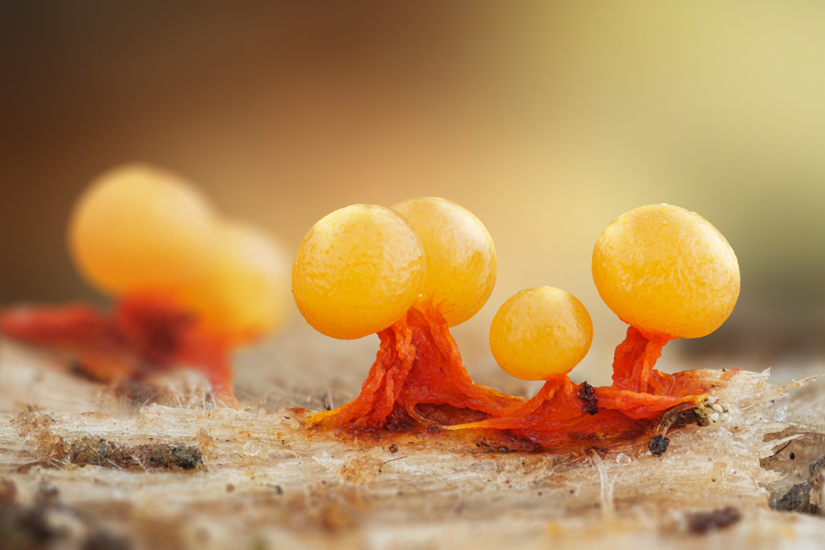 Physarum psittacinum