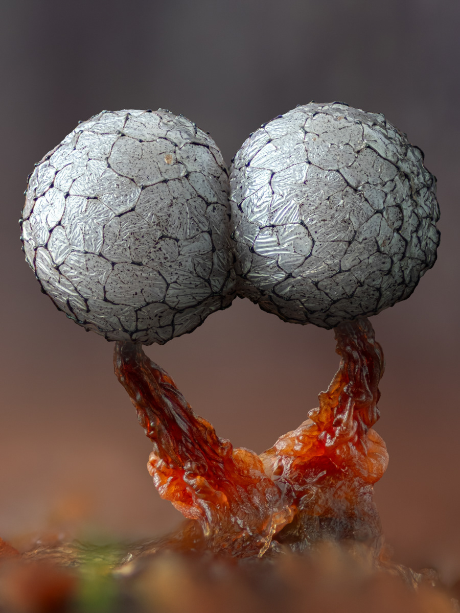 Cribraria vulgaris