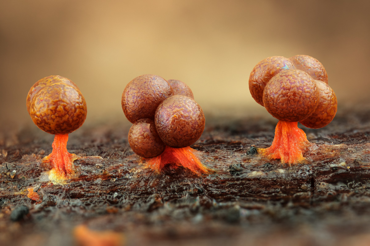 Physarum psittacinum