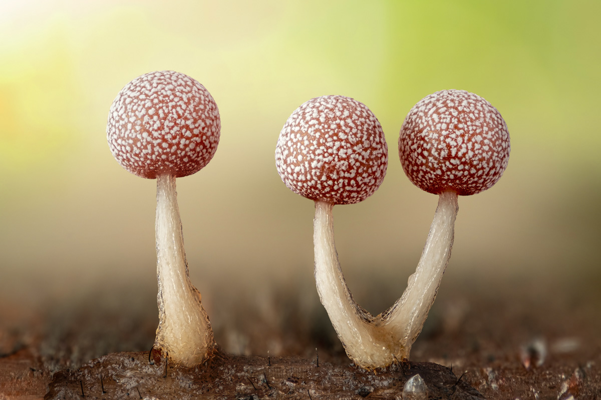 Physarum sp.