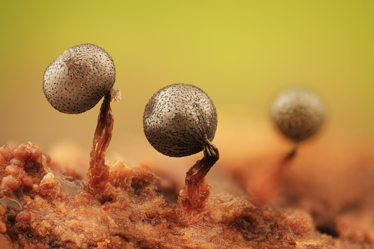 Cribraria sp.