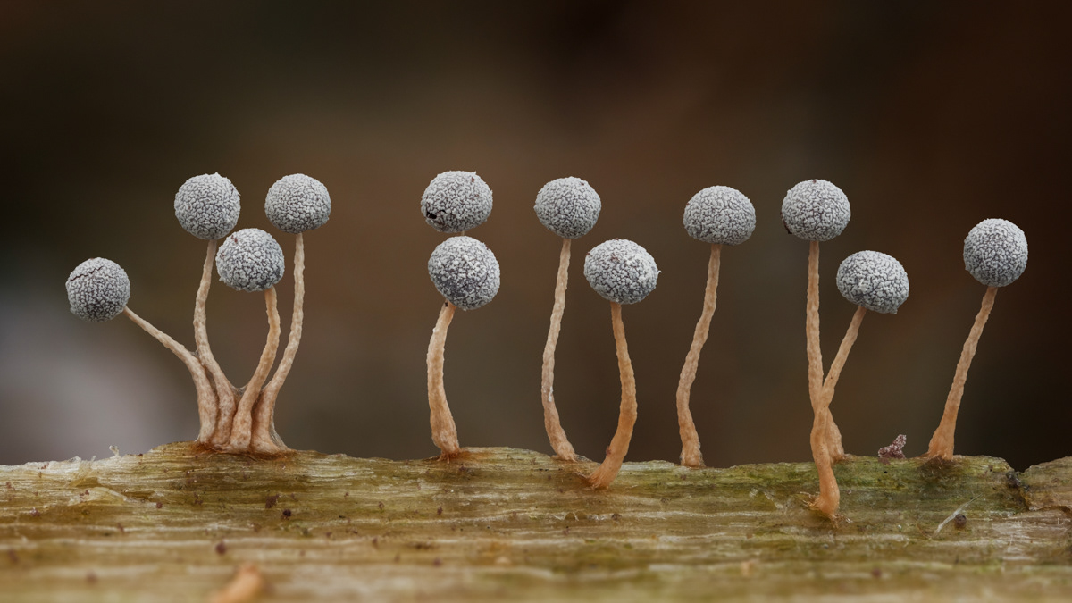 Physarum sp.