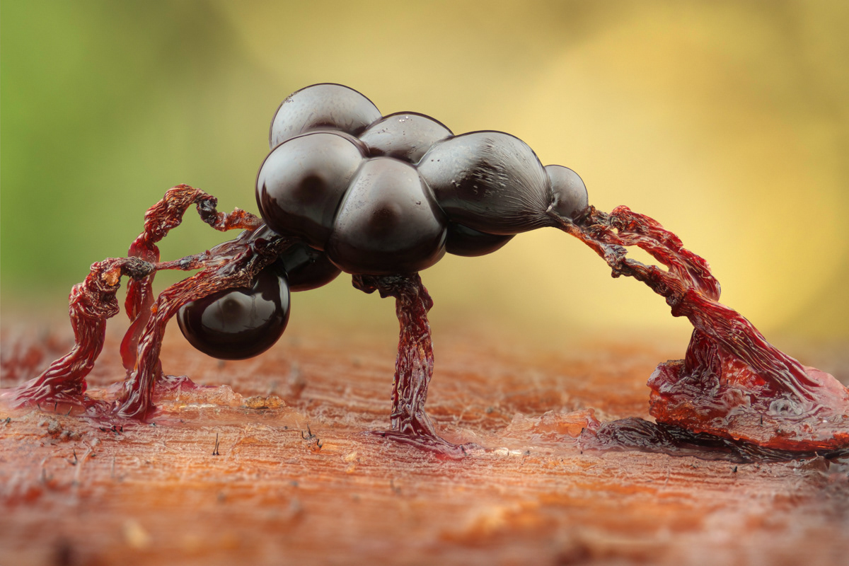 Cribraria cancellata