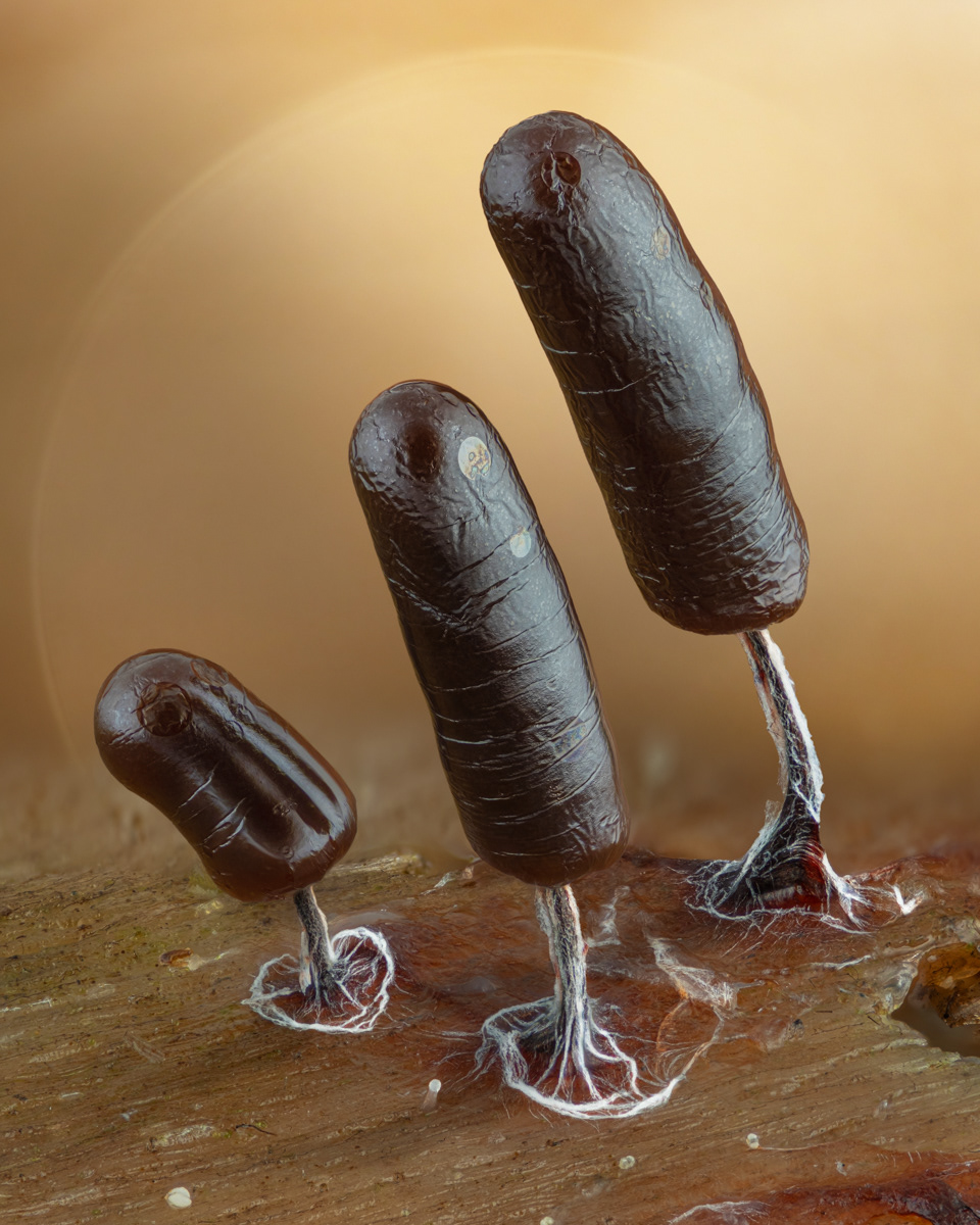 Stemonitopsis typhina