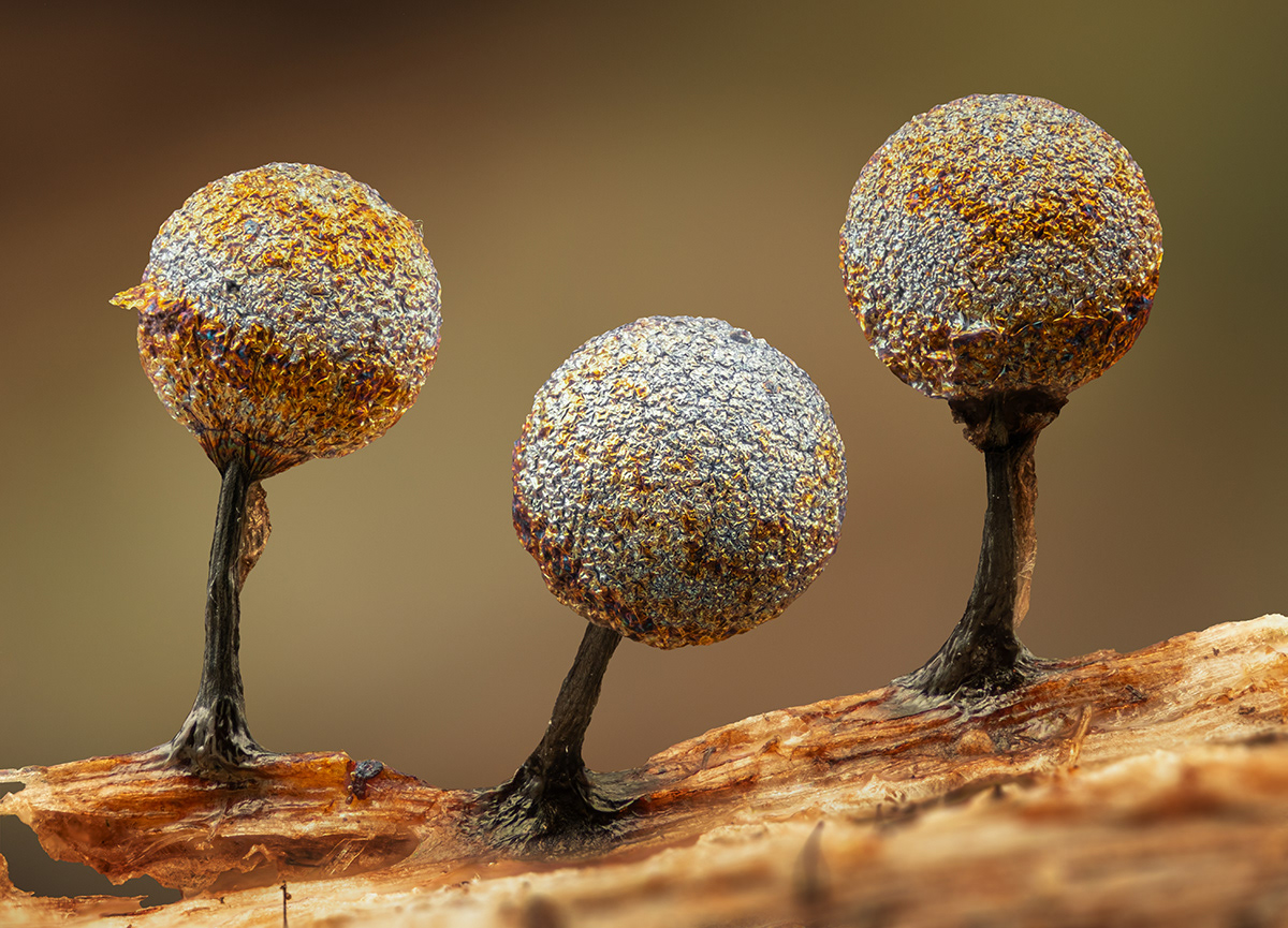 Lamproderma sp.