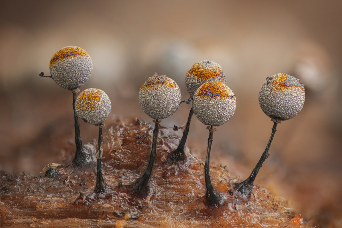 Collaria arcyrionema