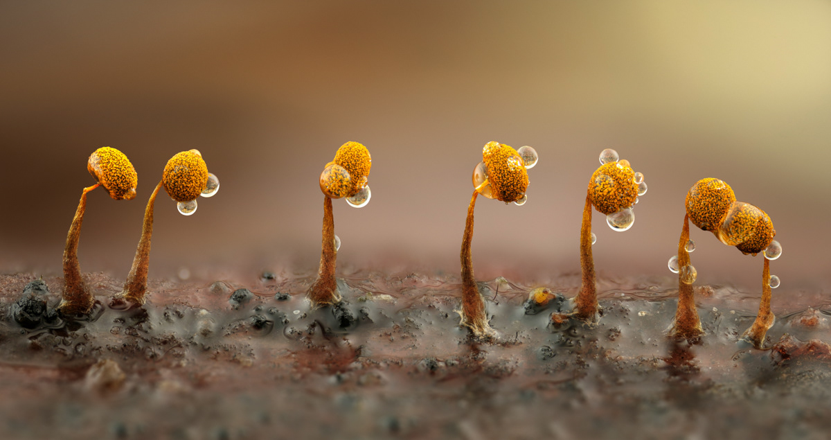 Physarum citrinum