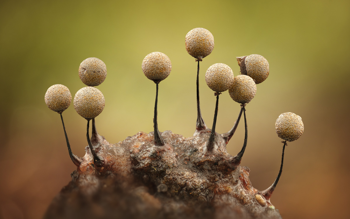 Collaria arcyrionema