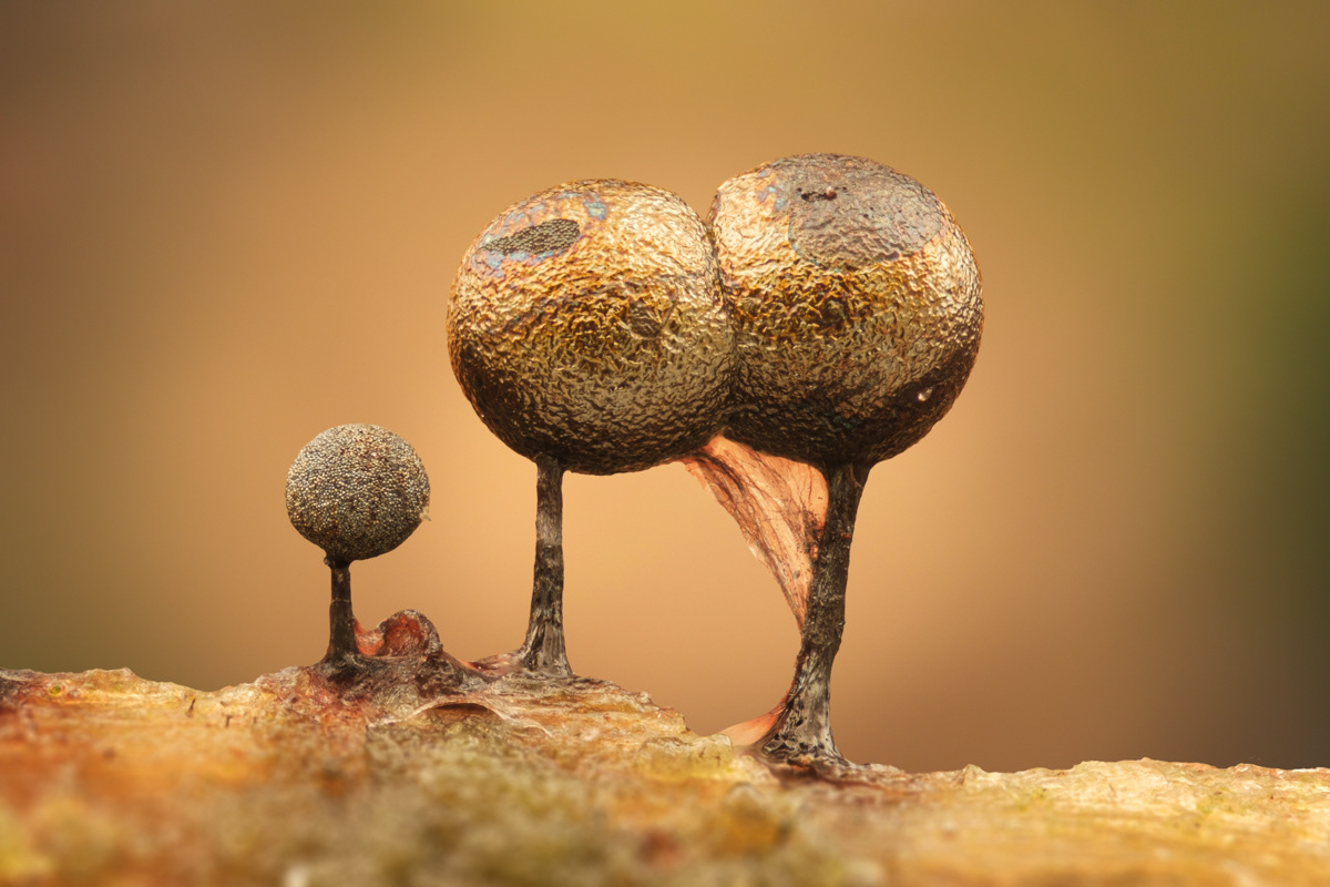 Lamproderma sp.