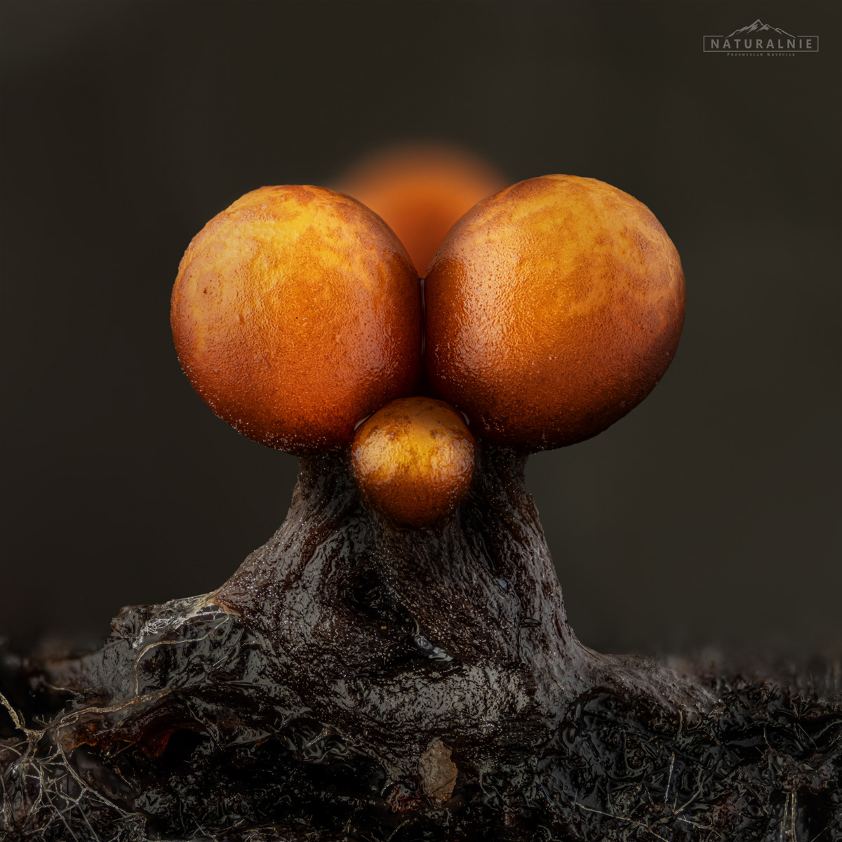Trichia sp.