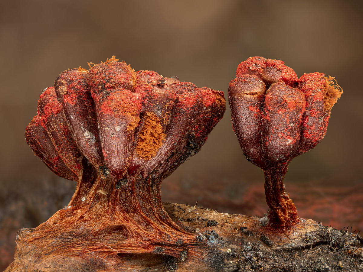 Metatrichia vesparium