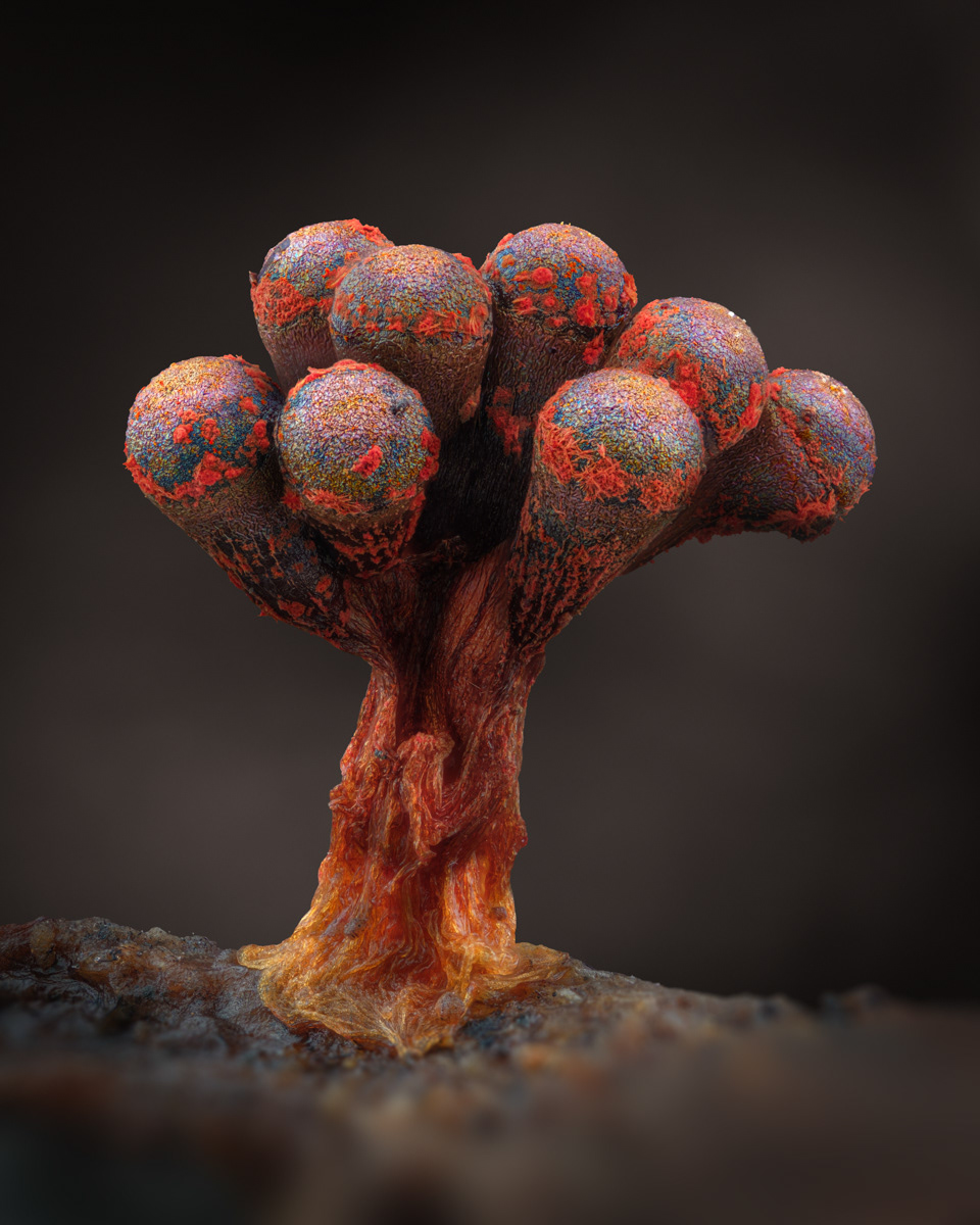 Metatrichia sp.