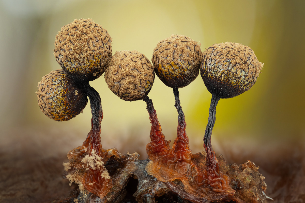 Cribraria sp.
