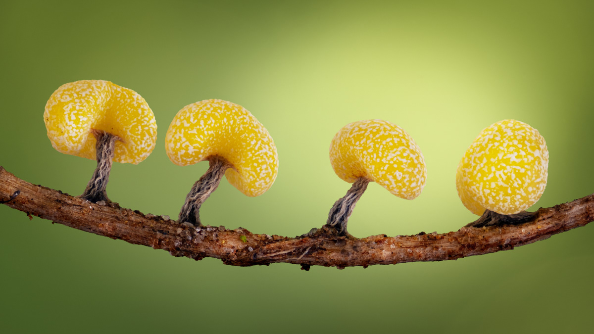 Physarum viride var. Aurantium