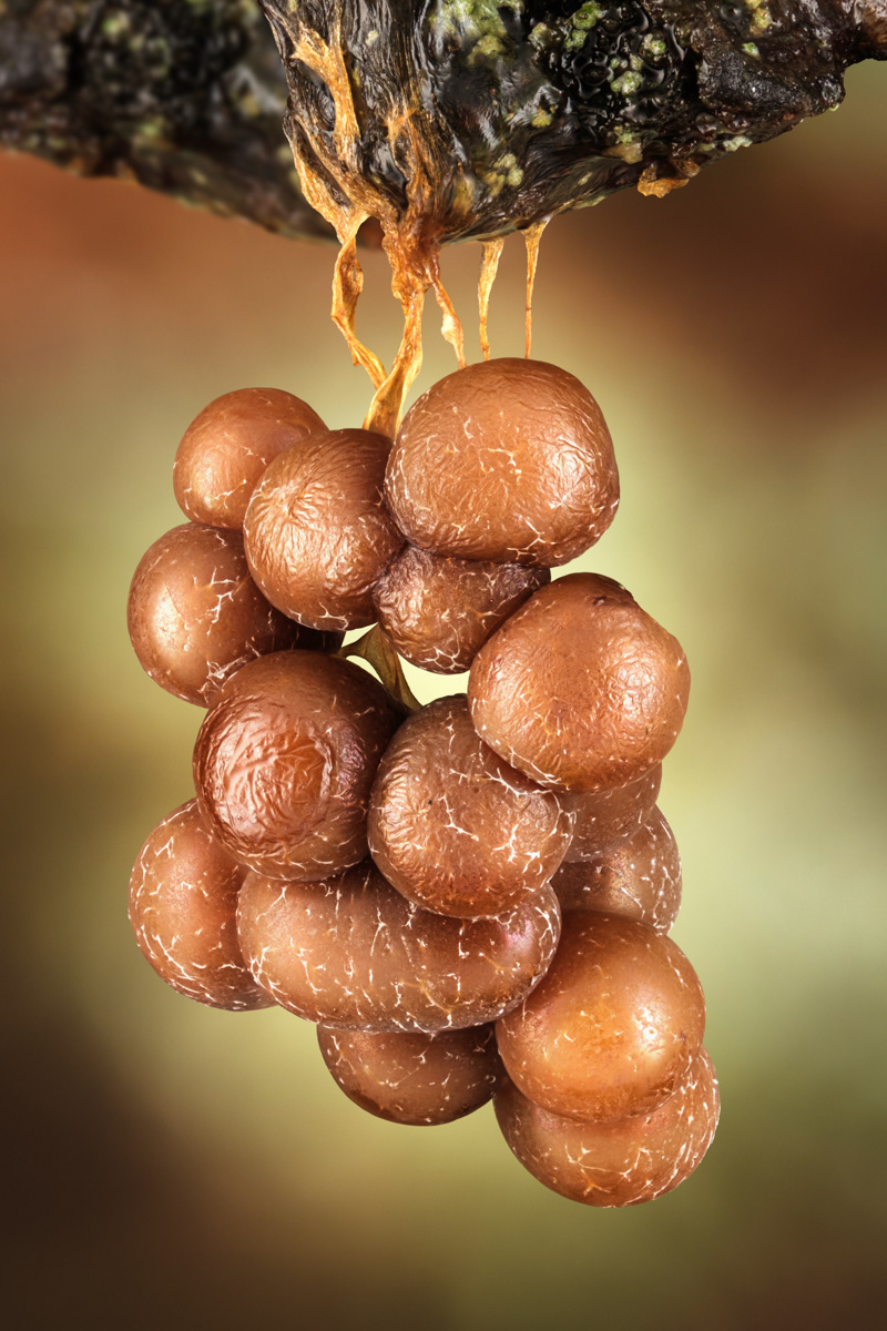 Badhamia utricularis