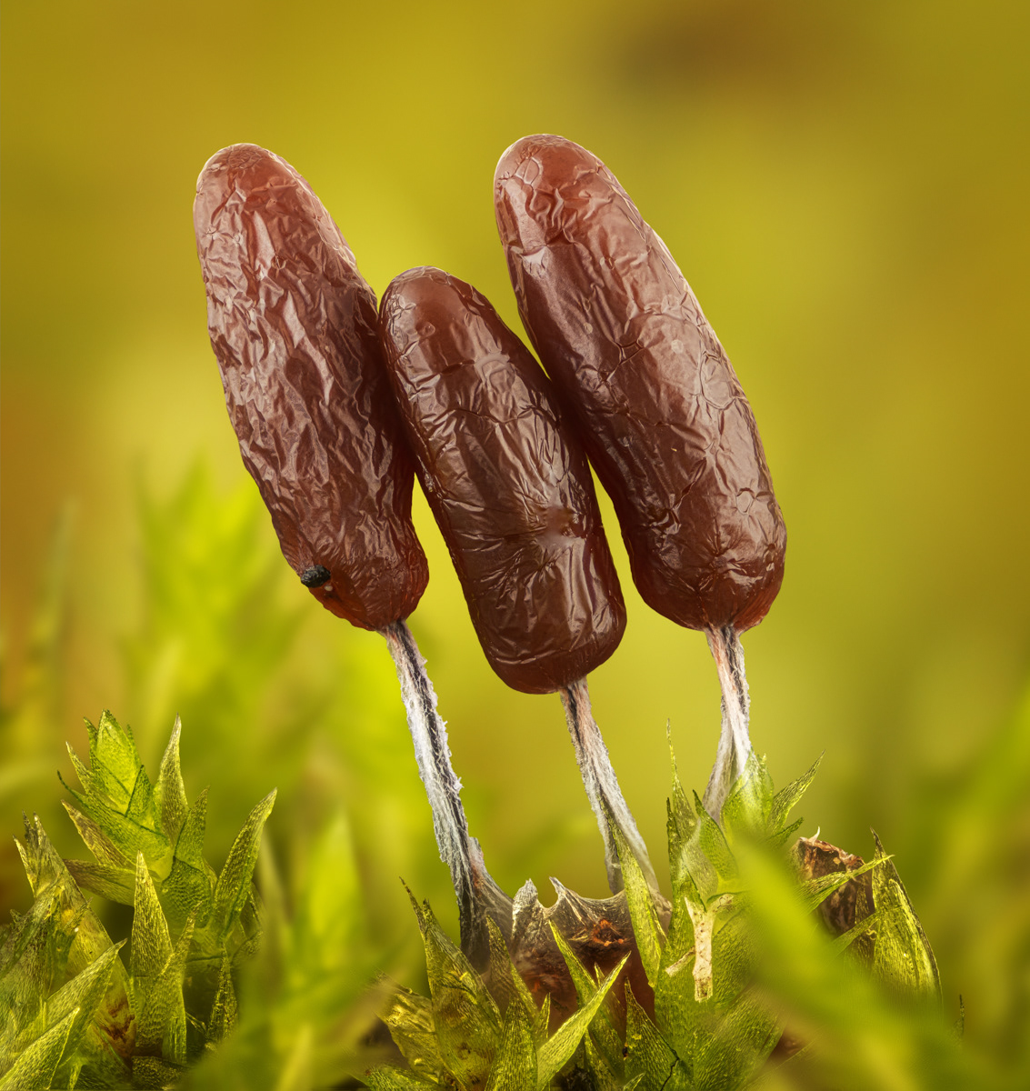 Stemonitopsis hyperopta