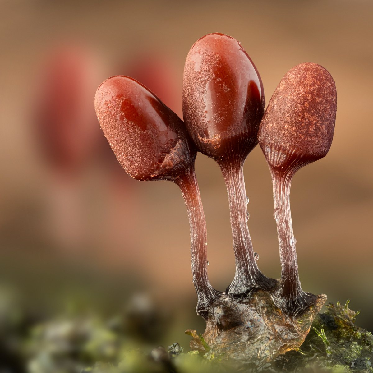 Arcyria sp.