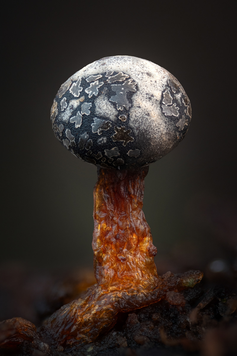 Diderma tigrinum