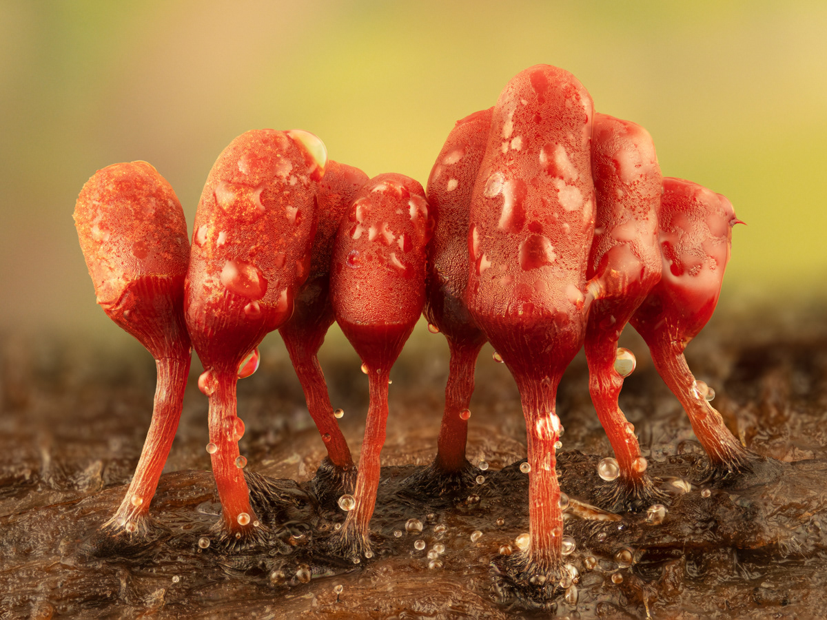 Arcyria sp.
