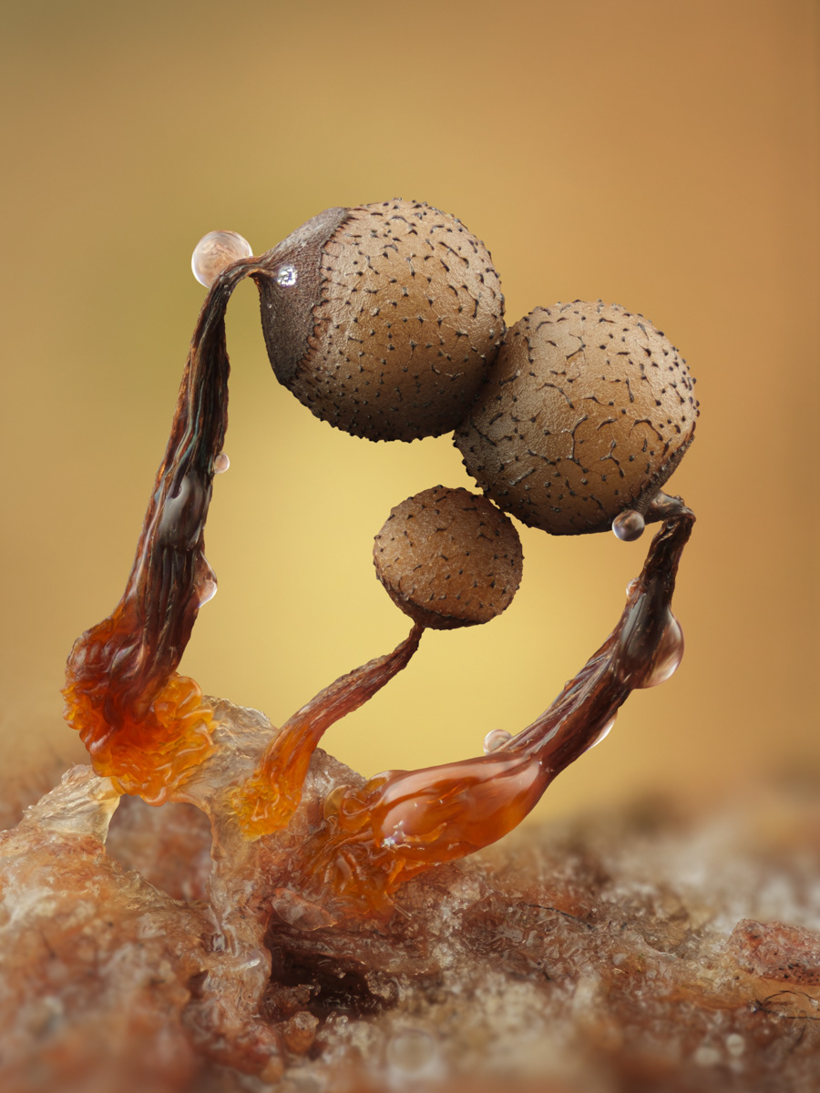 Cribraria sp.