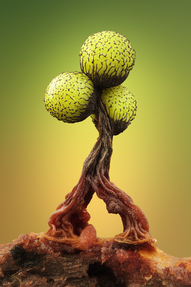 Cribraria auriantiaca