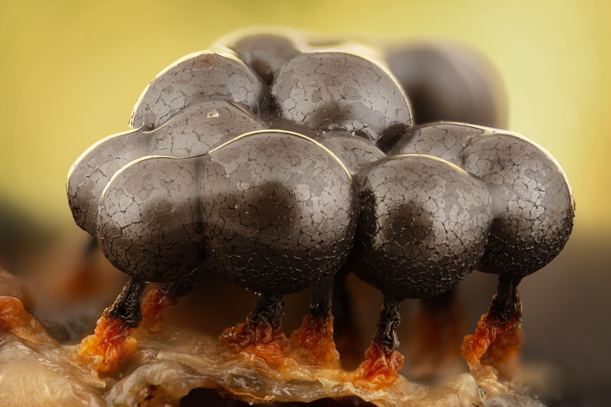 Cribraria argillacea