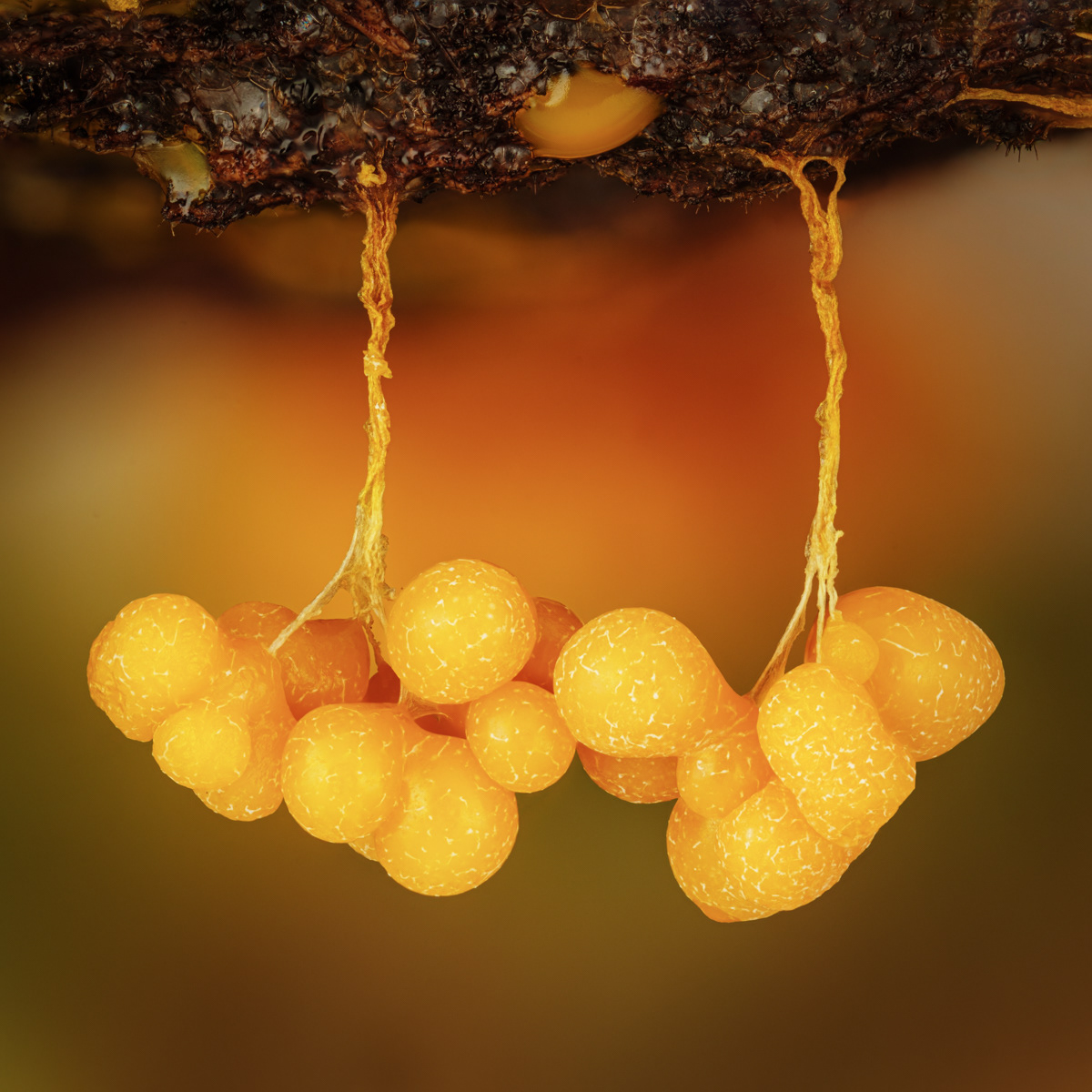 Badhamia utricularis
