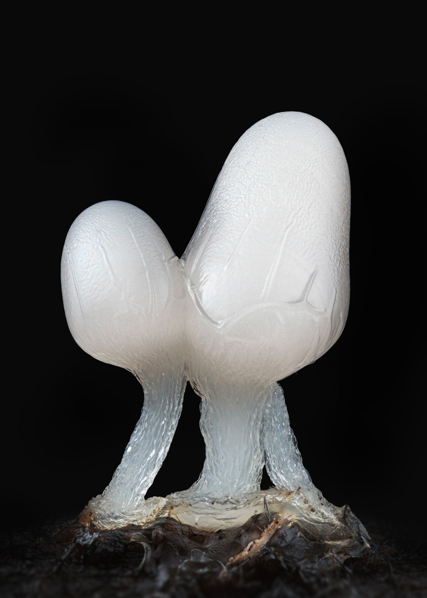 Arcyria sp.