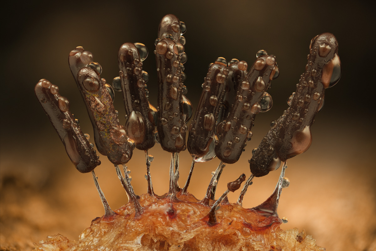 Stamonitopsis typhina