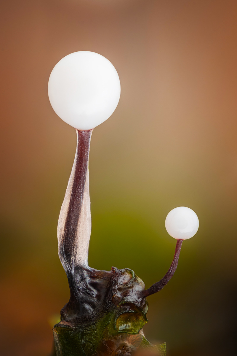 Lamproderma columbinum