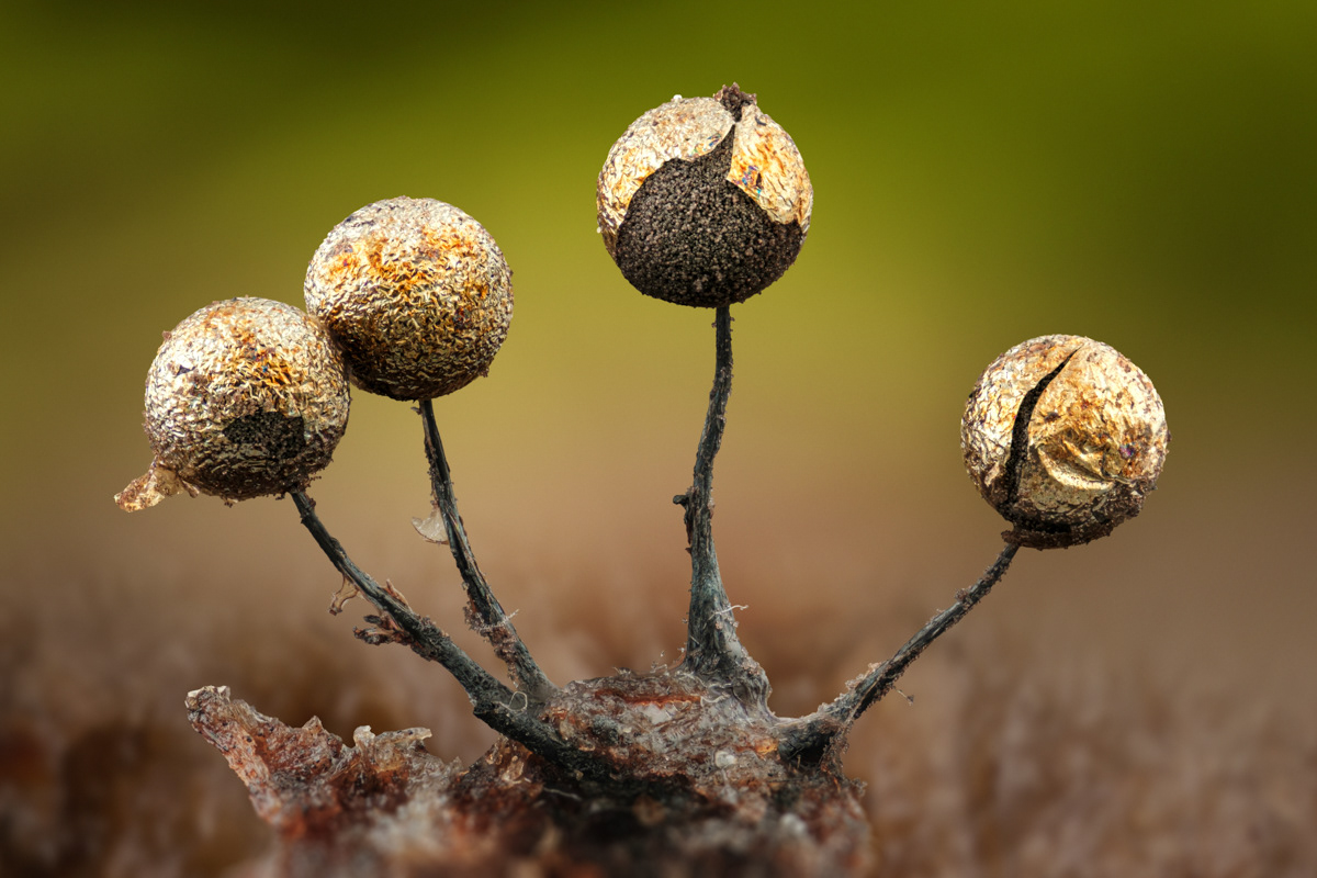 Lamproderma sp.