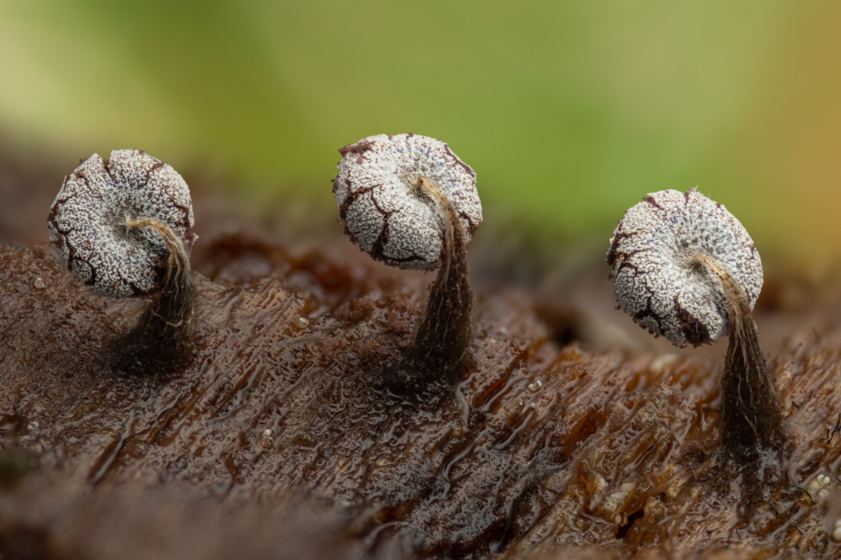Physarum album