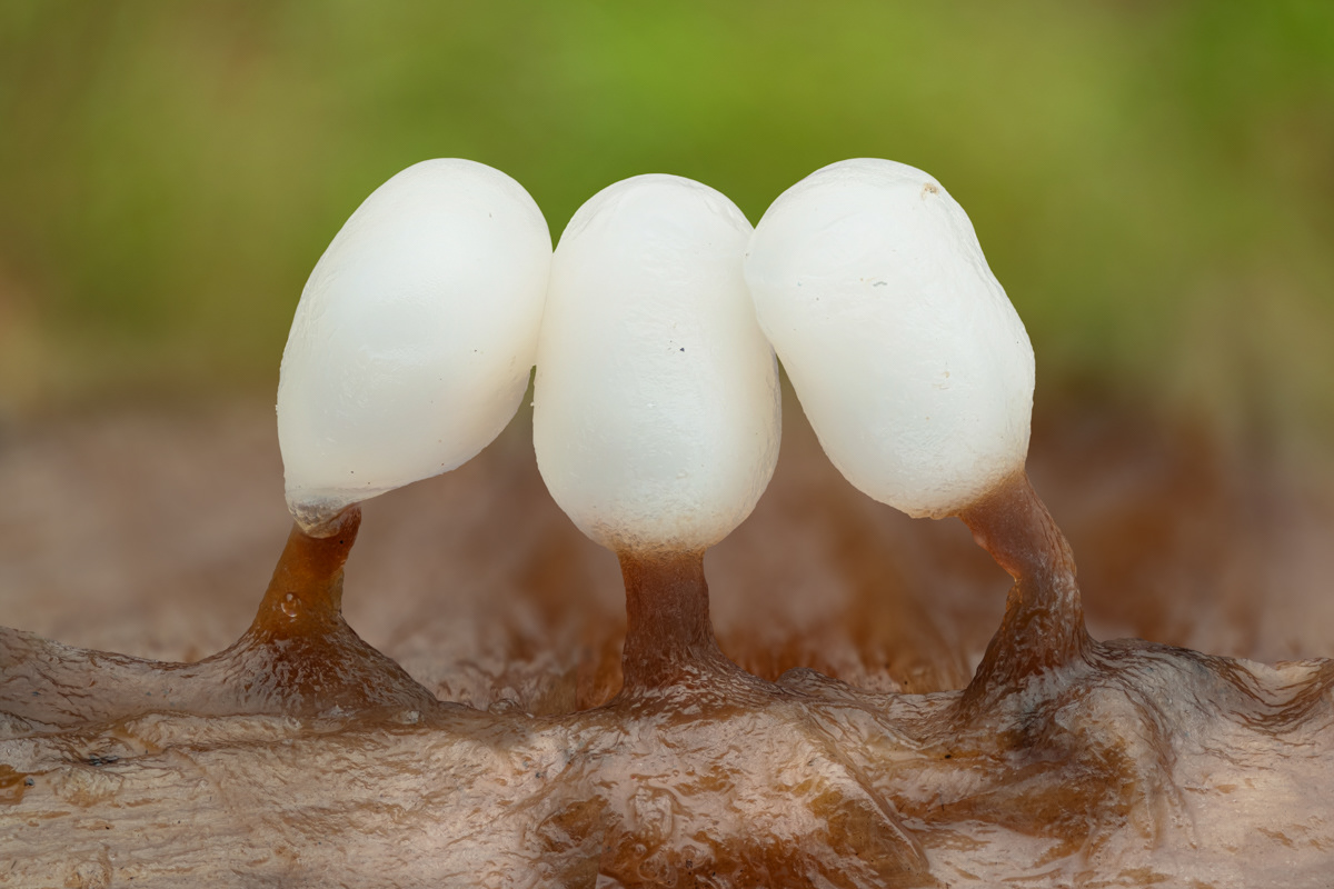Trichia varia