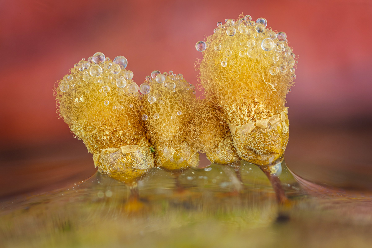 Hemitrichia sp.