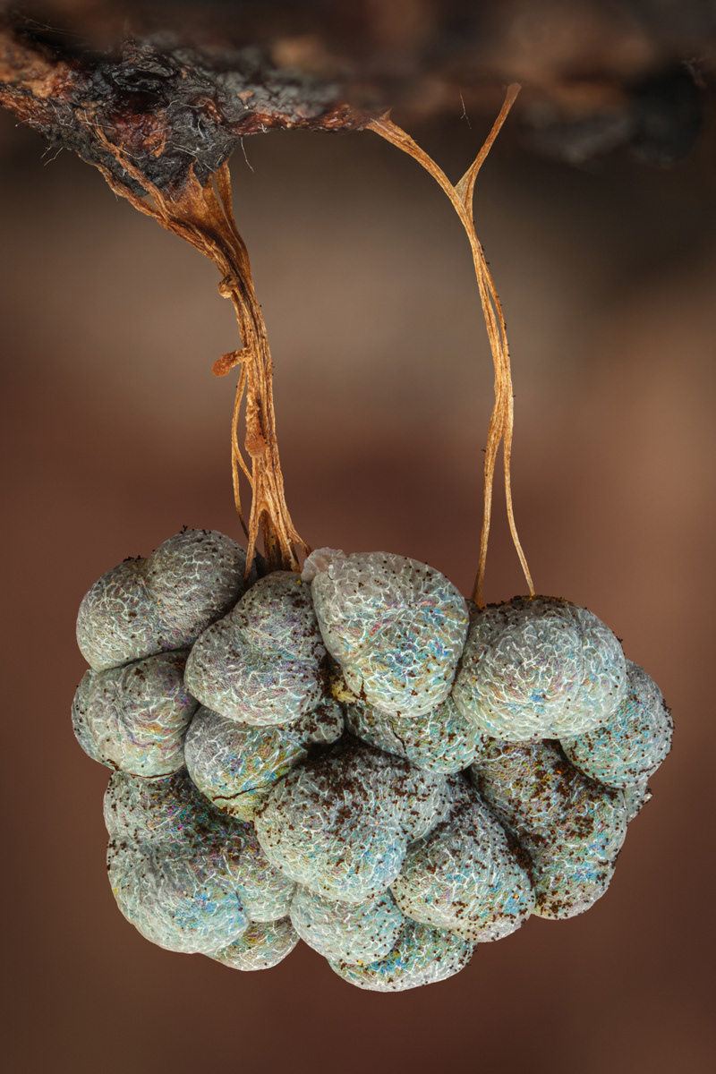 Badhamia utricularis