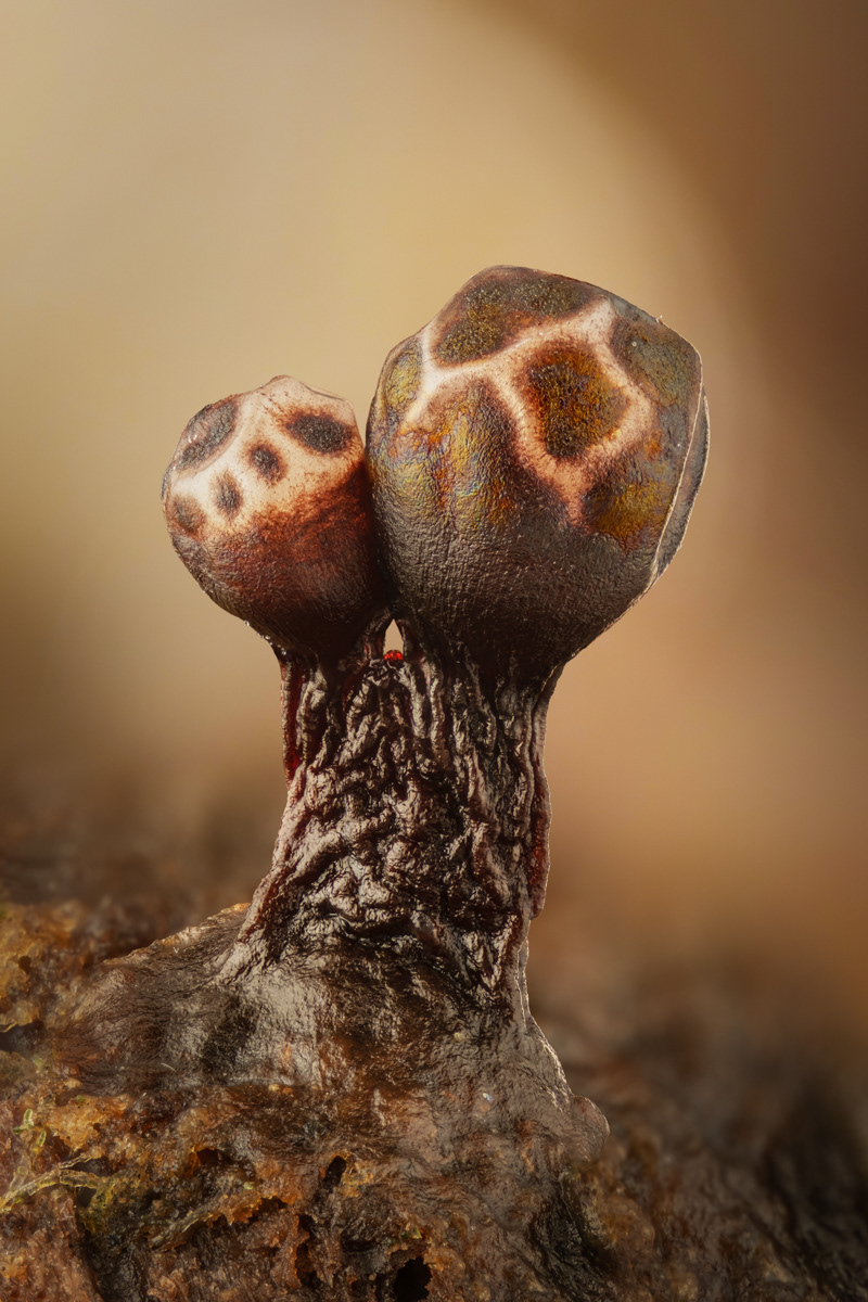 Trichia botrytis