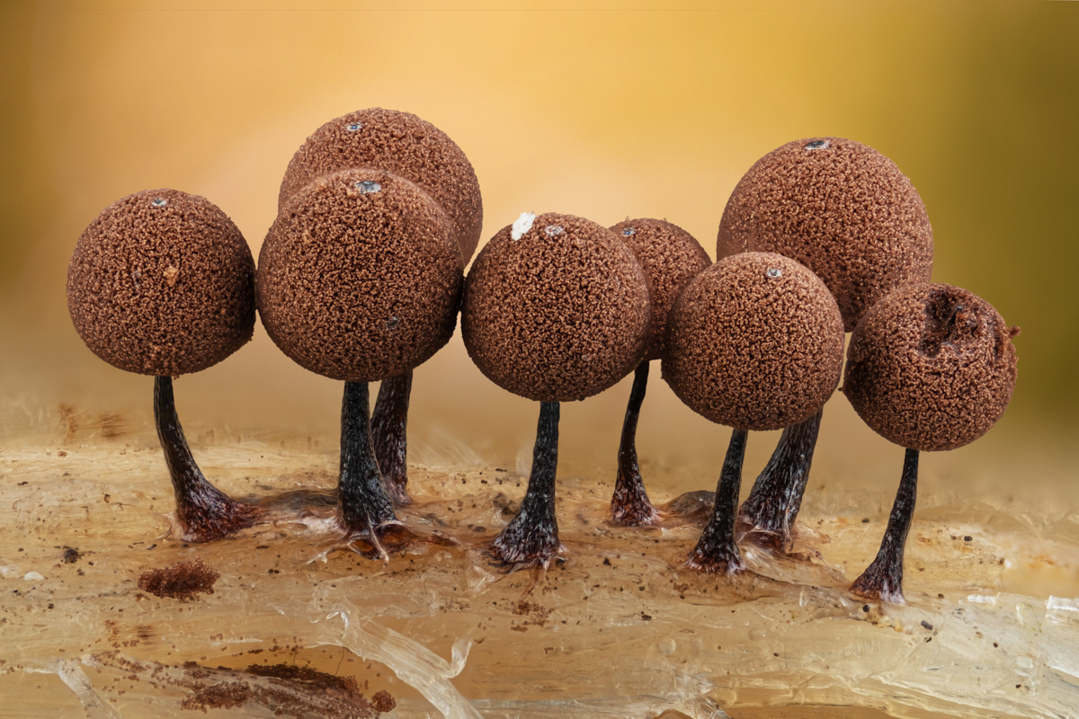 Enerthenema papillatum