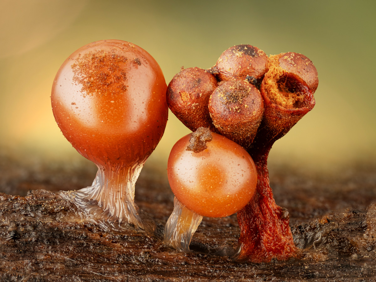 Trichia decipiens / Metatrichia vesparium