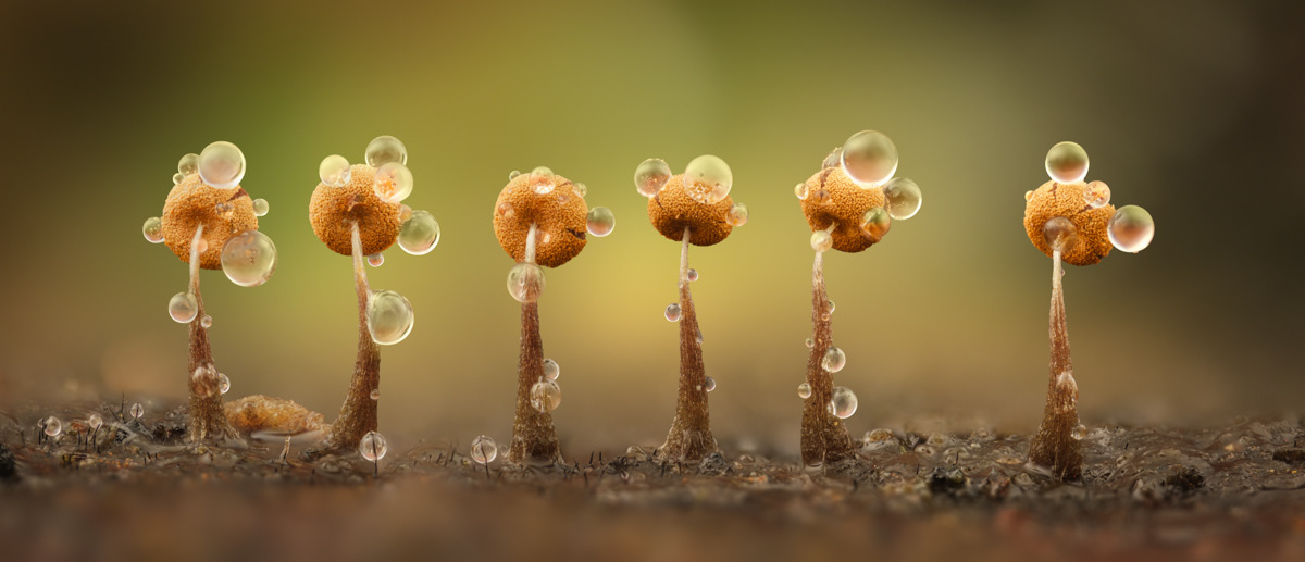 Physarum sp.